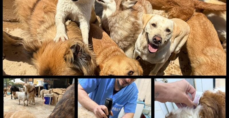 SPRING INTO ACTION FOR THE ANIMALS