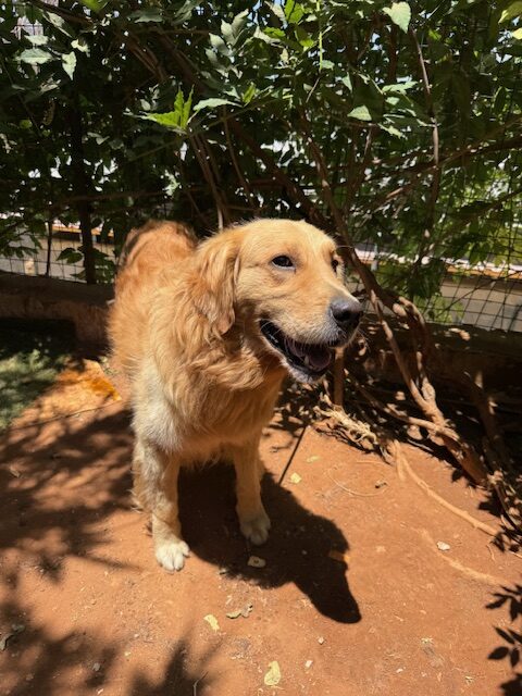 Houdini (12)