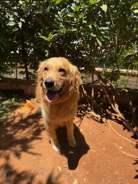 Houdini (13)