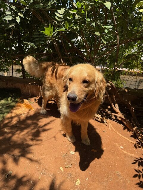Houdini (15)