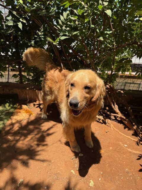 Houdini (16)