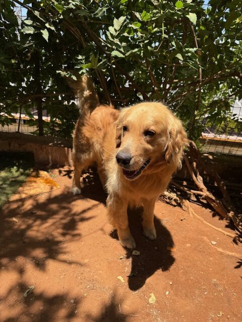 Houdini (17)