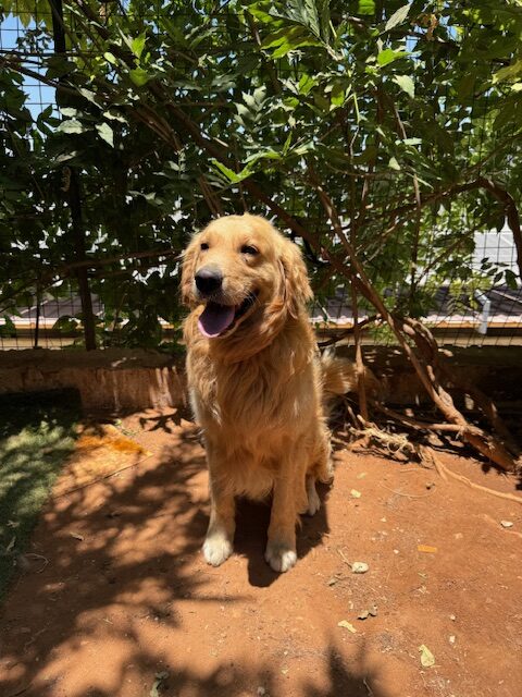 Houdini (9)