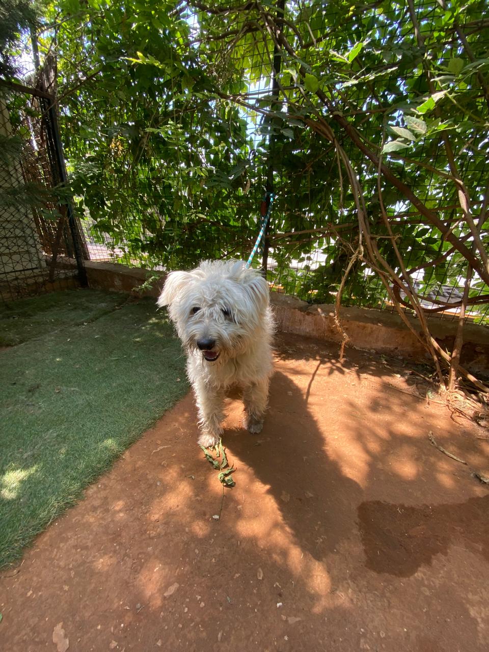 Koki (2)