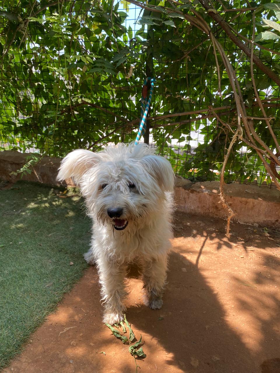 Koki (4)