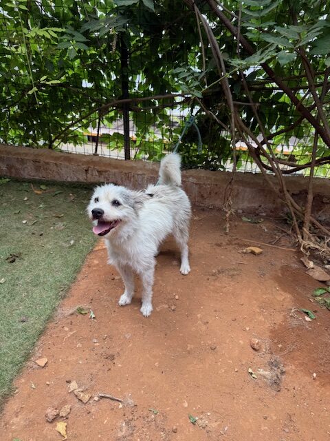 Nesta (12)