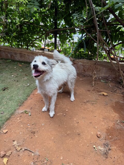 Nesta (6)
