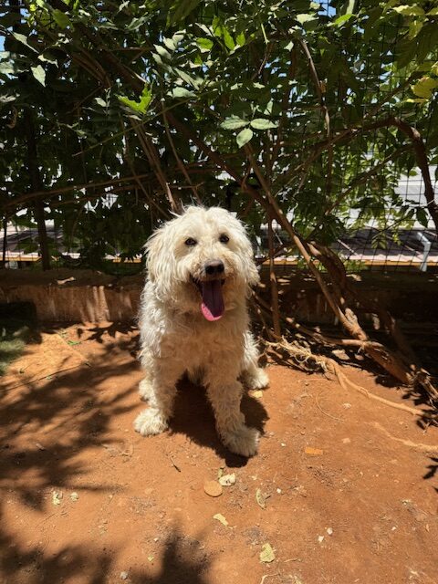 Woodie (10)