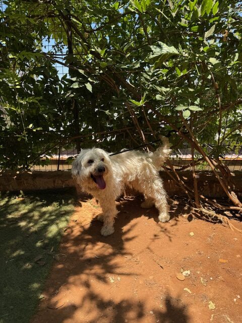 Woodie (11)
