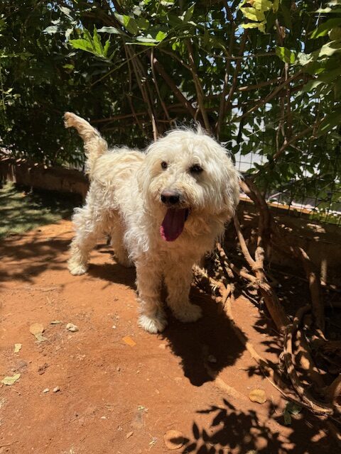 Woodie (15)