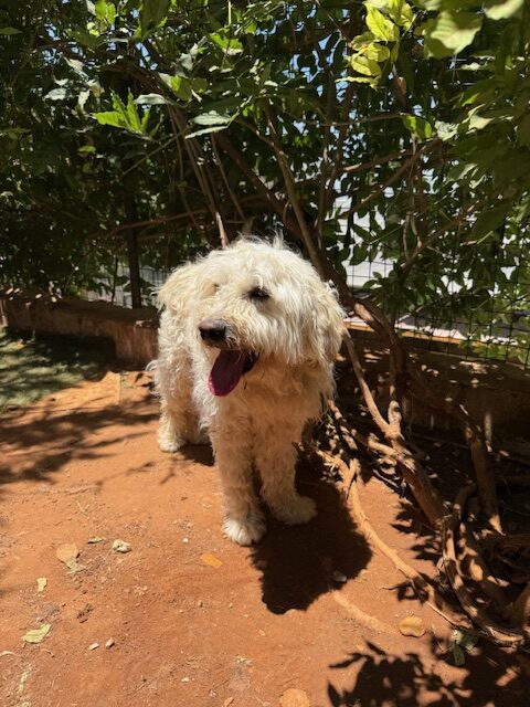 Woodie (16)