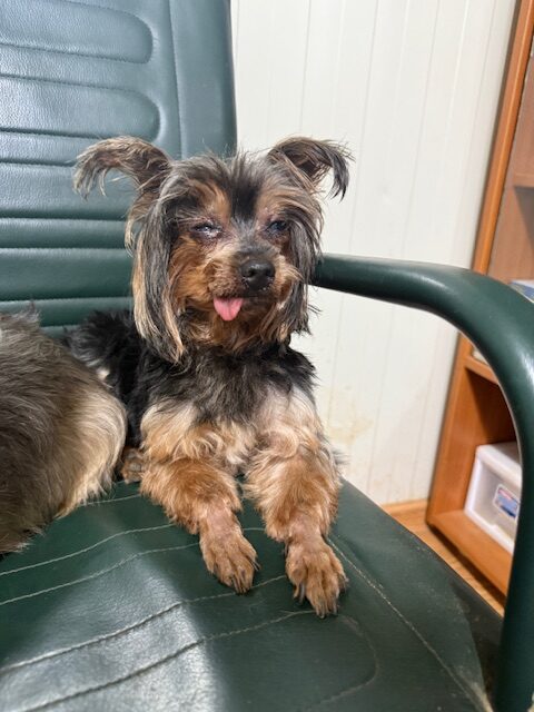 Yorky 3 (1)
