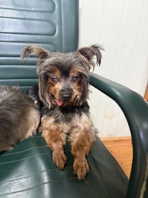 Yorky 3 (2)