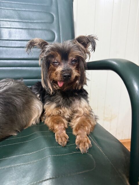 Yorky 3 (3)