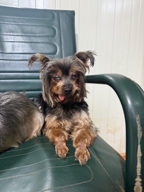 Yorky 3 (4)