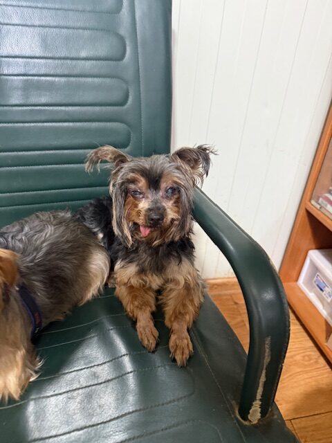Yorky 3 (5)