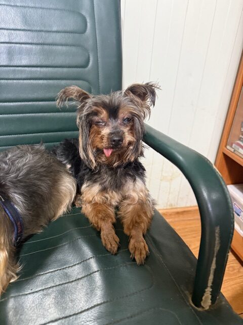 Yorky 3 (6)