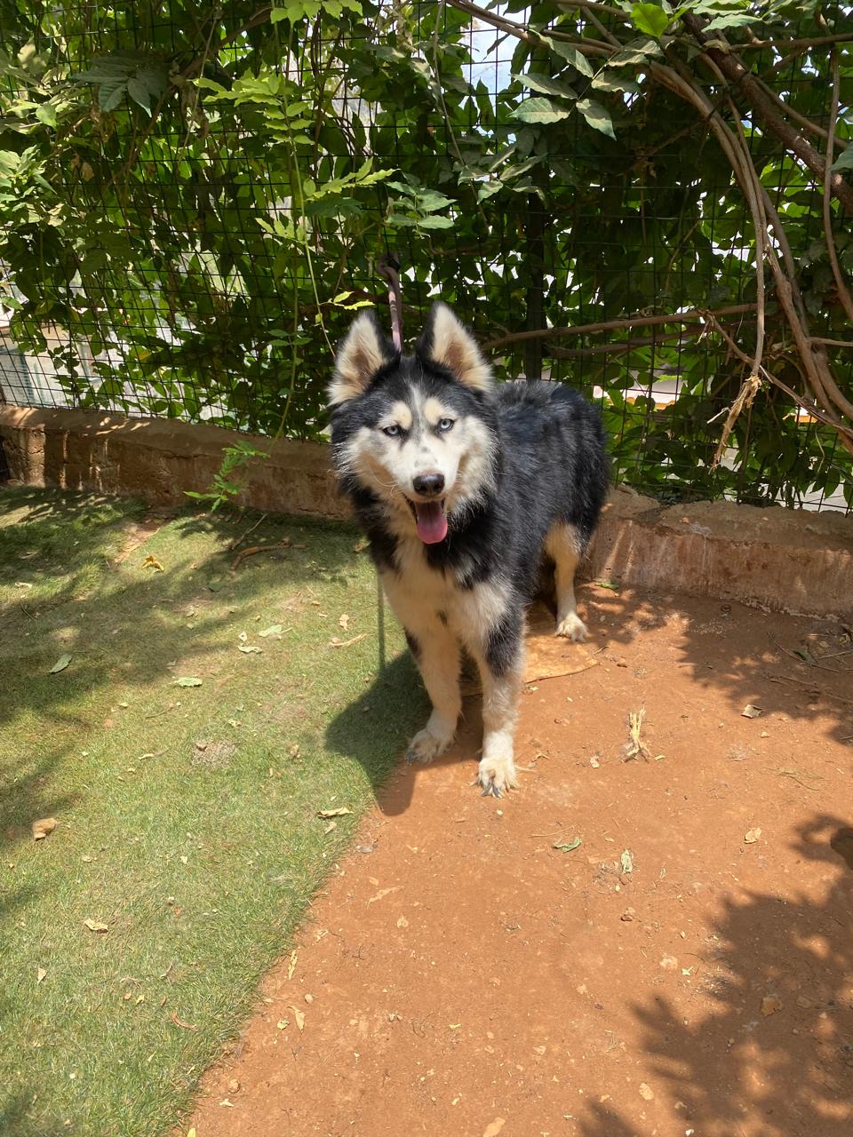 Yula (2)