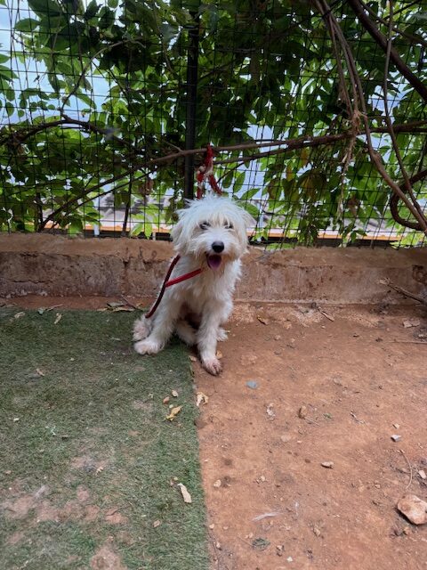 Ishi (2)
