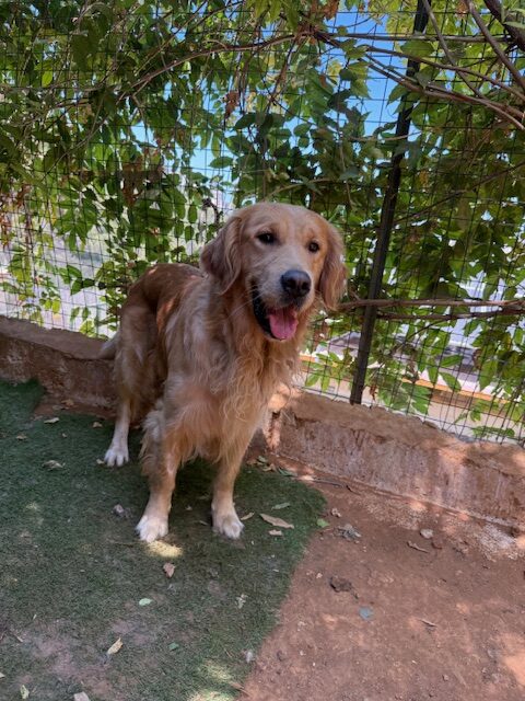 Manolo (8)