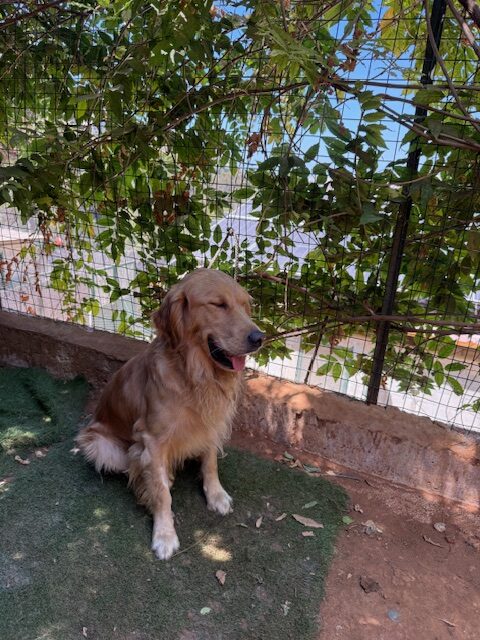Manolo (9)