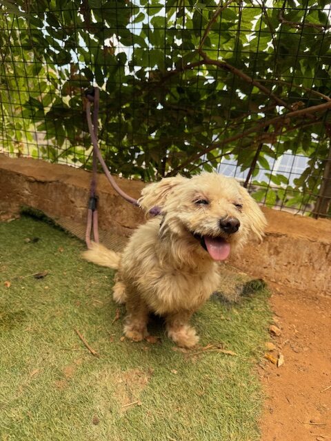 Pushki (10)
