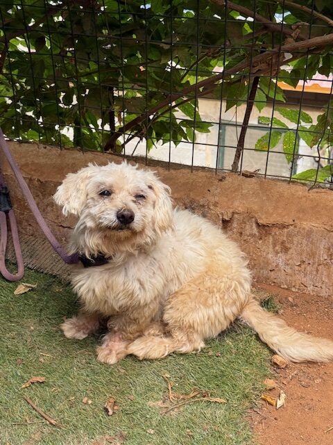 Pushki (14)