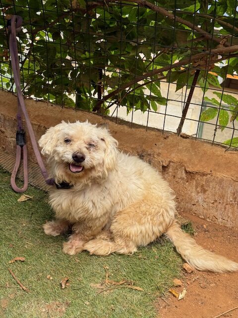 Pushki (15)