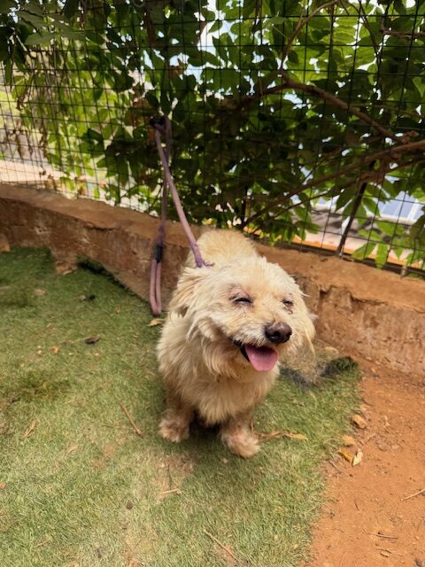 Pushki (6)
