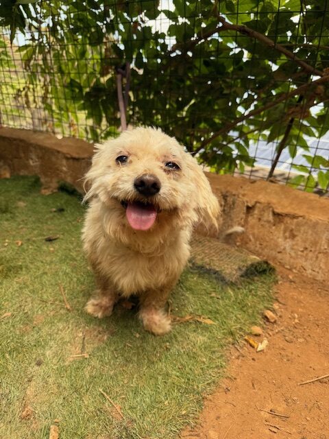 Pushki (7)