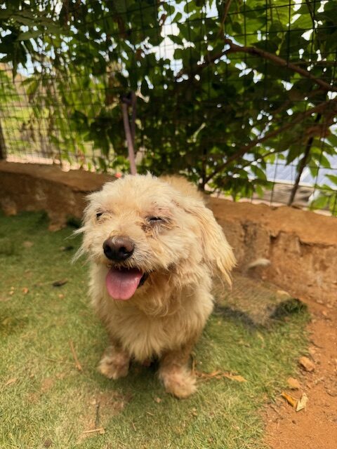 Pushki (8)