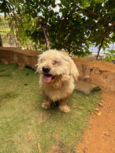 Pushki (9)