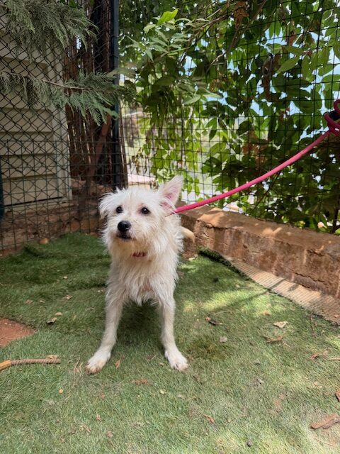 Renny (10)