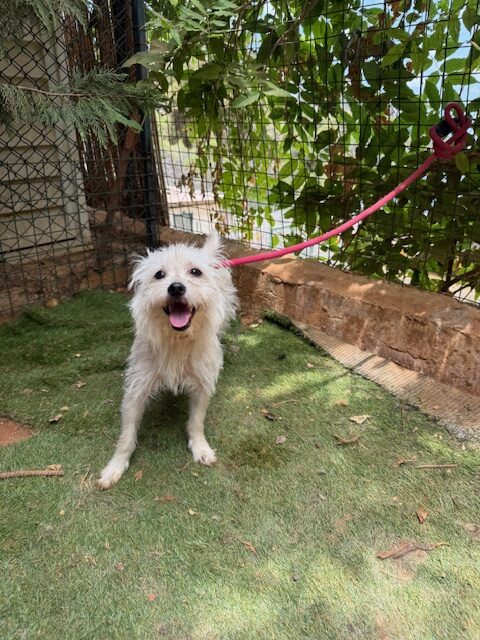 Renny (13)