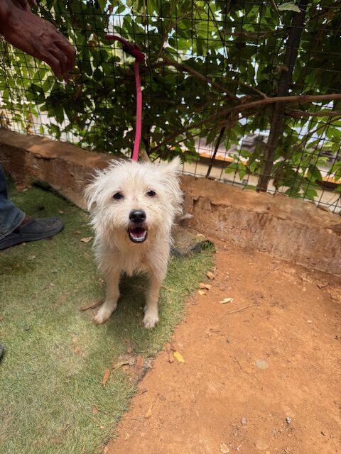 Renny (2)