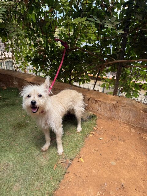 Renny (4)