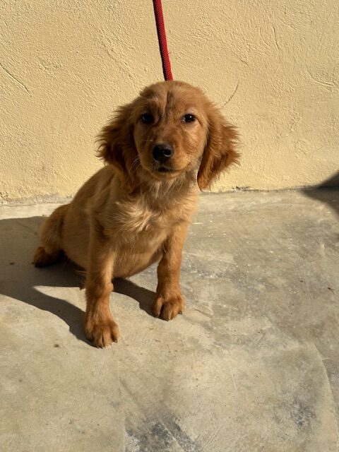 Cicely (5)