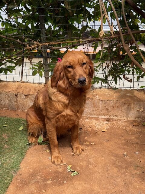 Cicely (7)