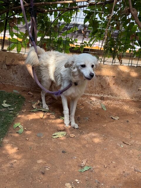Raza (13)