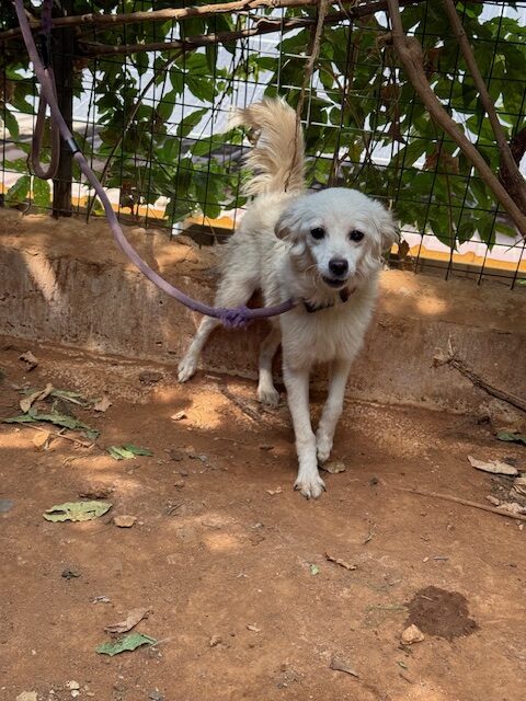 Raza (19)