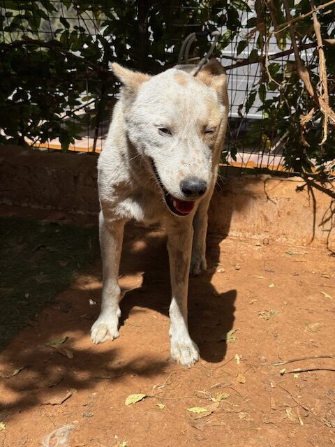 groot (15)