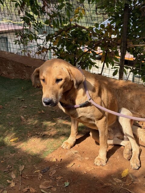 Churro (19)