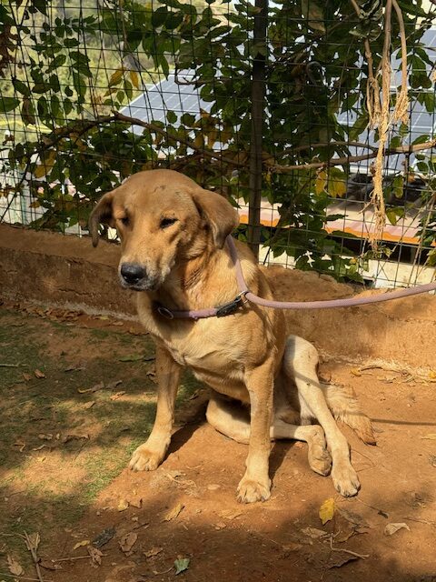 Churro (24)