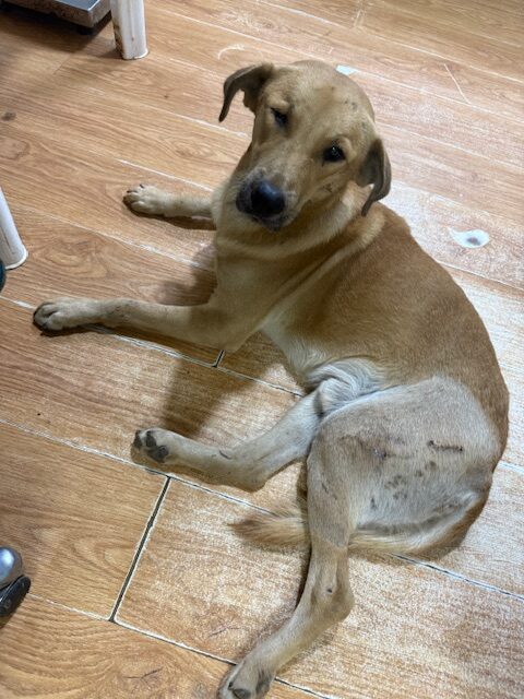 Churro (7)