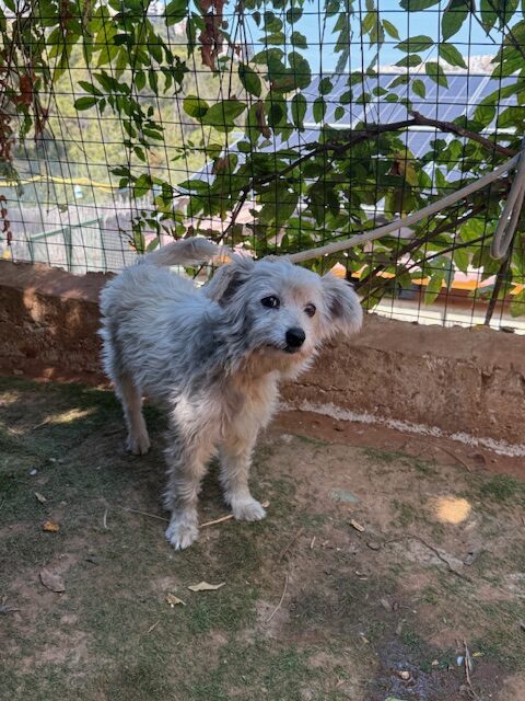 Elki (1)