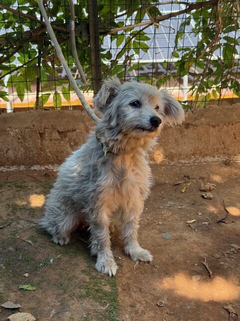 Elki (10)