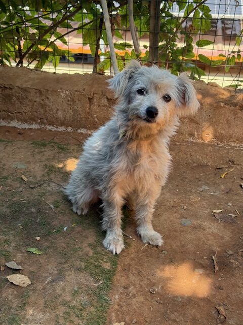 Elki (11)