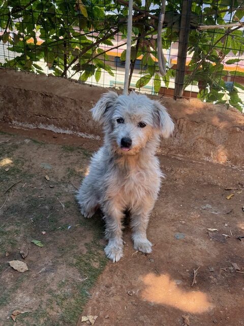 Elki (2)