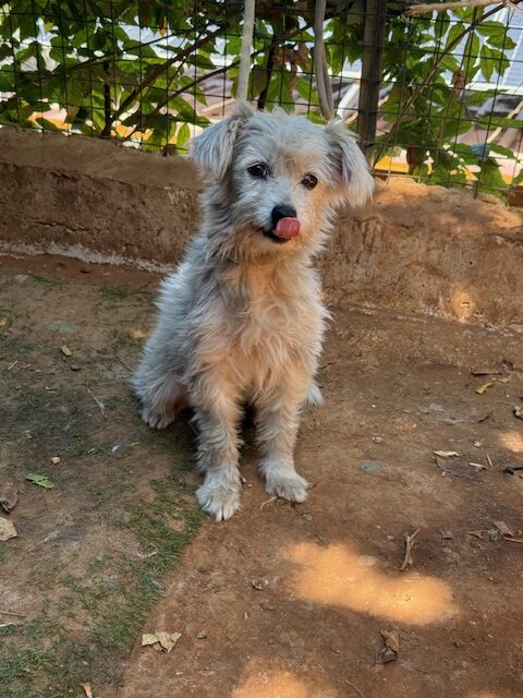 Elki (3)
