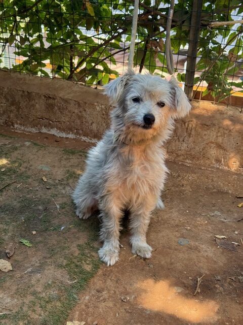 Elki (4)